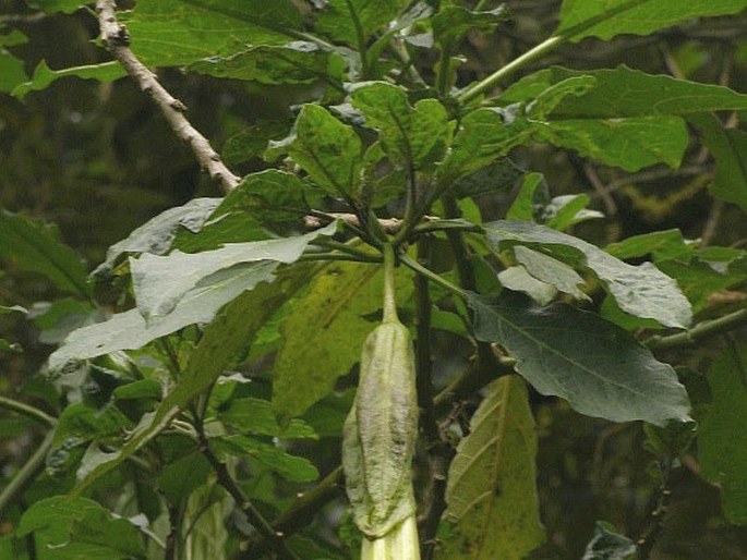 Brugmansia sanguinea