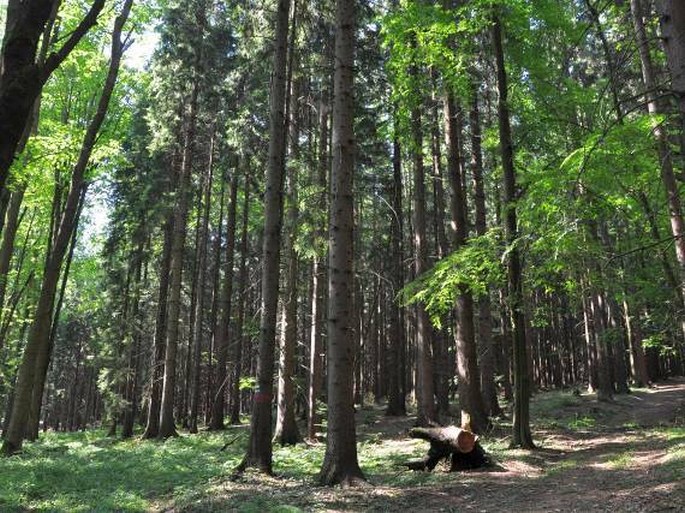 Bučina – Spálený kopec