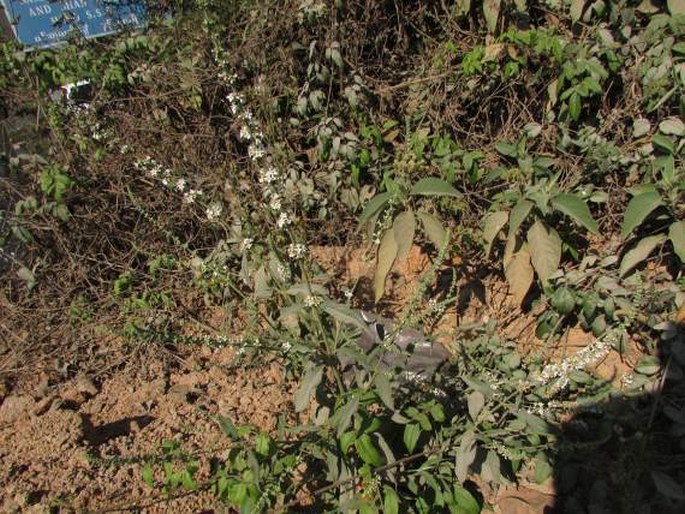 Buddleja asiatica