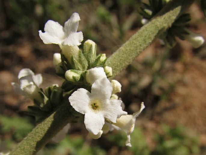 Buddleja asiatica