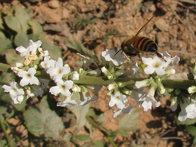 Buddleja asiatica