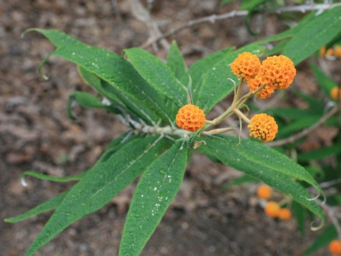 BUDDLEJA GLOBOSA Hope – komule