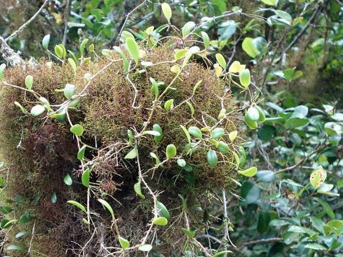 Bulbophyllum clandestinum