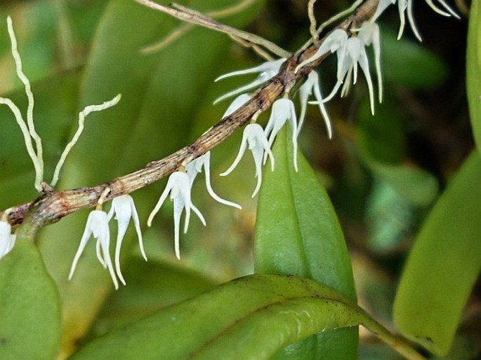 Bulbophyllum clandestinum
