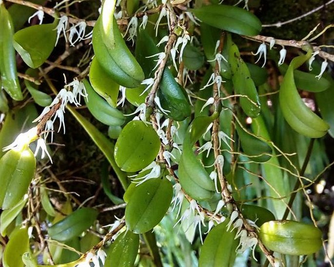 Bulbophyllum clandestinum