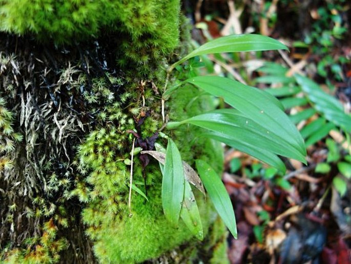 Bulbophyllum hatusimanum