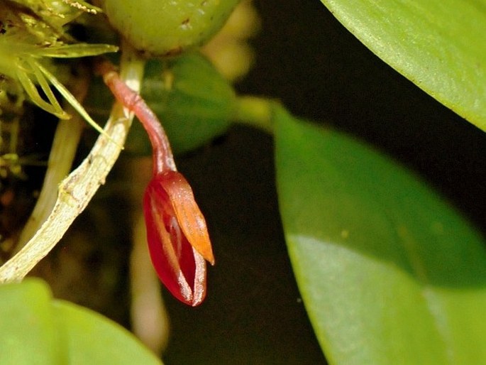 Bulbophyllum membranaceum