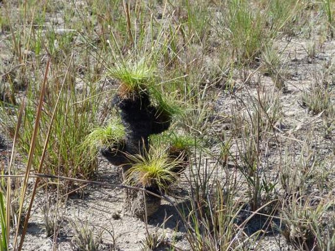 BULBOSTYLIS PARADOXA (Spreng.) Lindm.