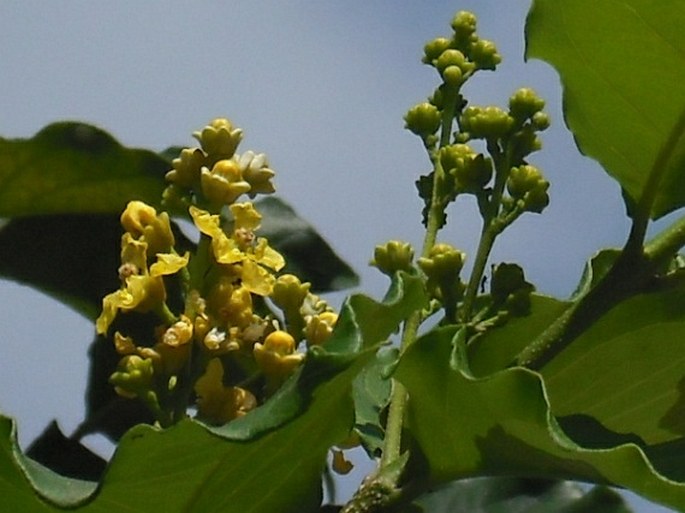 Bunchosia armeniaca