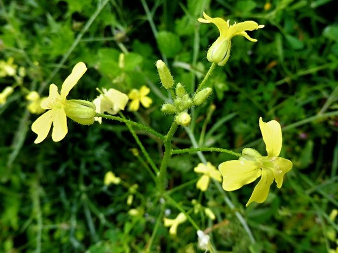 Bunias erucago