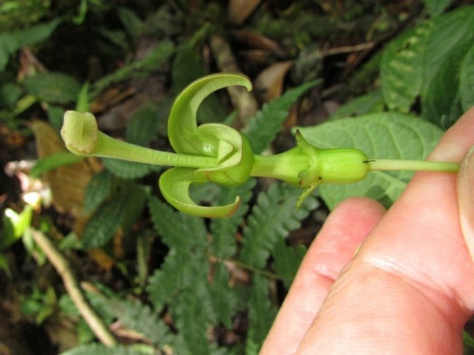 Burmeistera cyclostigmata