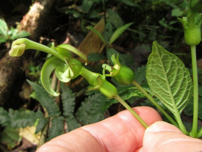 Burmeistera cyclostigmata