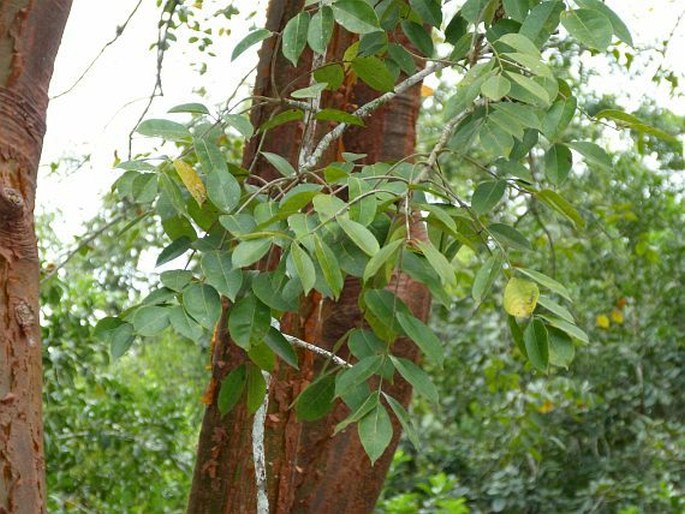 Bursera simaruba