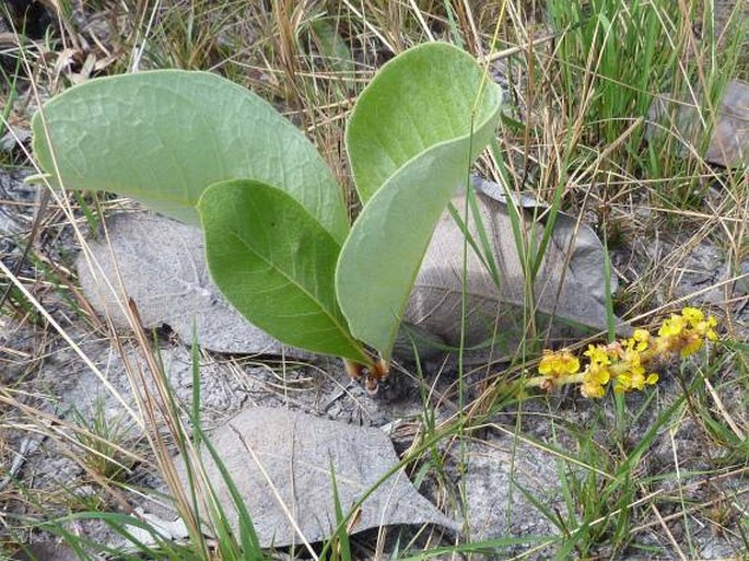 BYRSONIMA VERBASCIFOLIA (L.) DC.