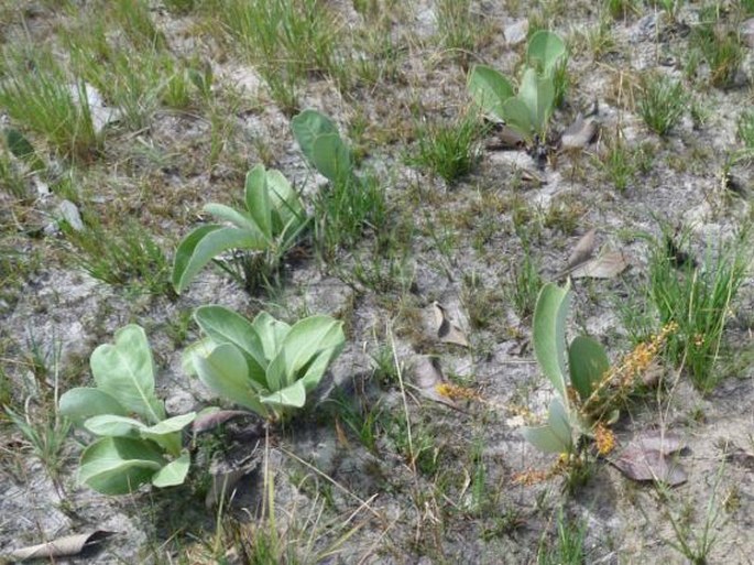 Byrsonima verbascifolia