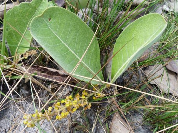 Byrsonima verbascifolia