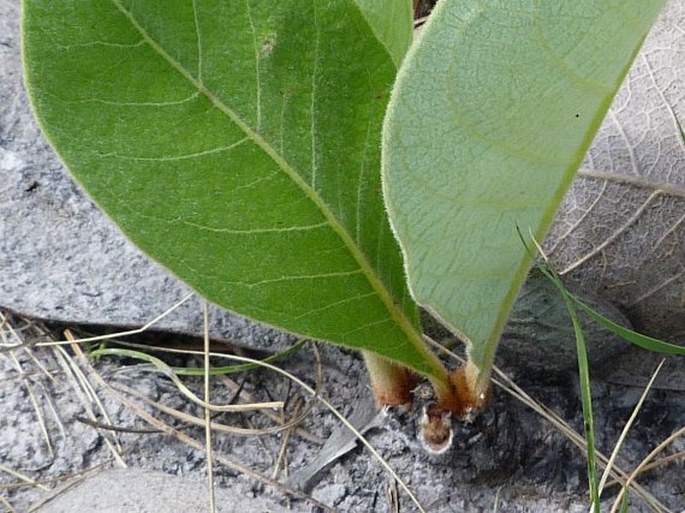 Byrsonima verbascifolia