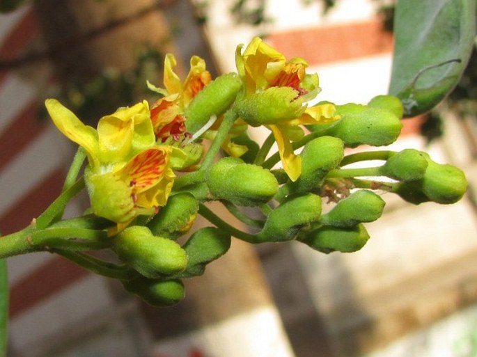 Caesalpinia spinosa