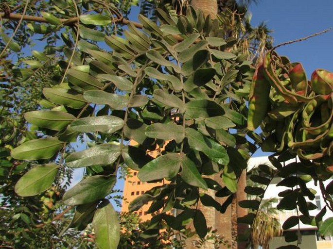 Caesalpinia spinosa