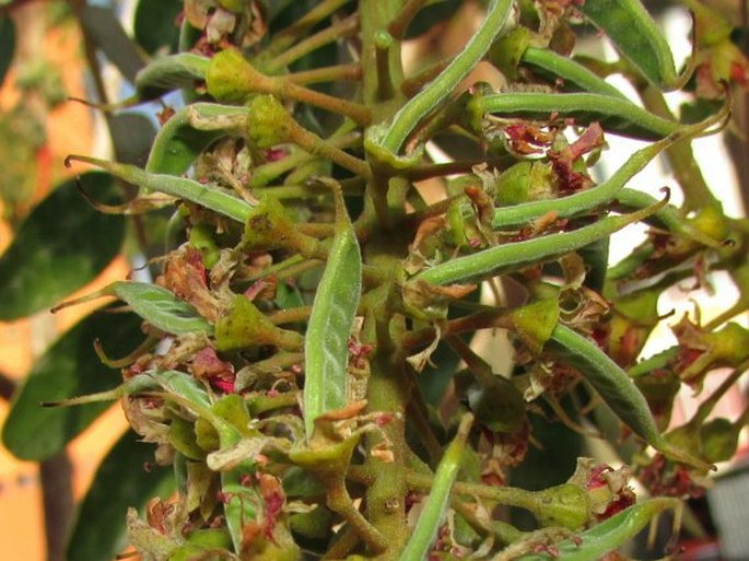 Caesalpinia spinosa