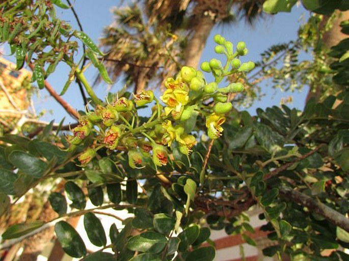 Caesalpinia spinosa