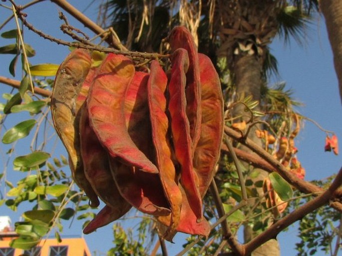 Caesalpinia spinosa