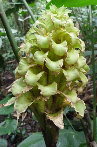 Calathea guzmanioides