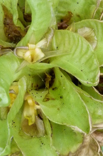 Calathea guzmanioides