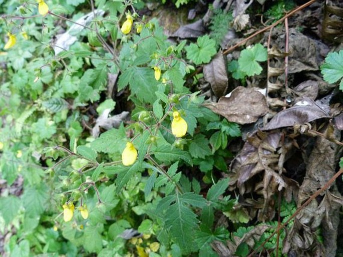 Calceolaria mexicana