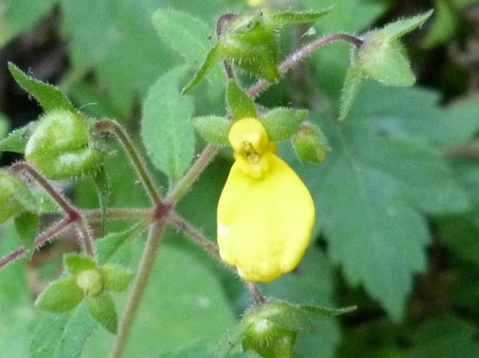 Calceolaria mexicana