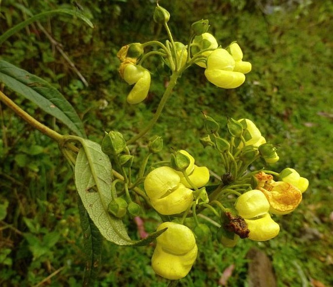 CALCEOLARIA MICROBEFARIA Kraenzl. – pantoflíček