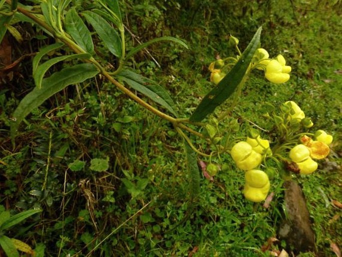 Calceolaria microbefaria