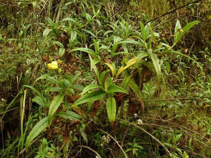 Calceolaria microbefaria