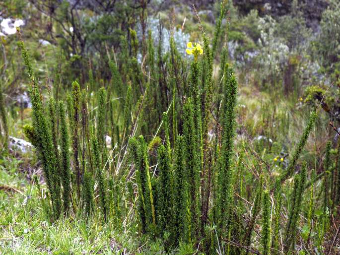 Calceolaria linearis