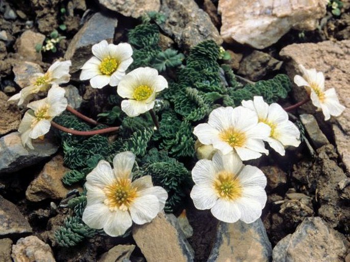 CALLIANTHEMUM ALATAVICUM Freyn - routevník / rutovník