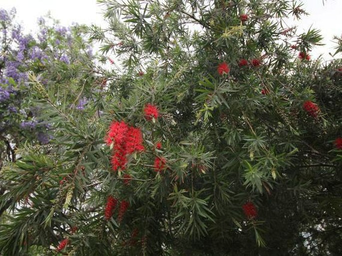 Callistemon viminalis