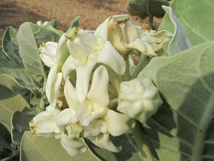 Calotropis gigantea