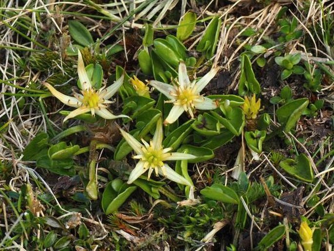 CALTHA NOVAE-ZELANDIAE Hook. f. - blatouch / záružlie