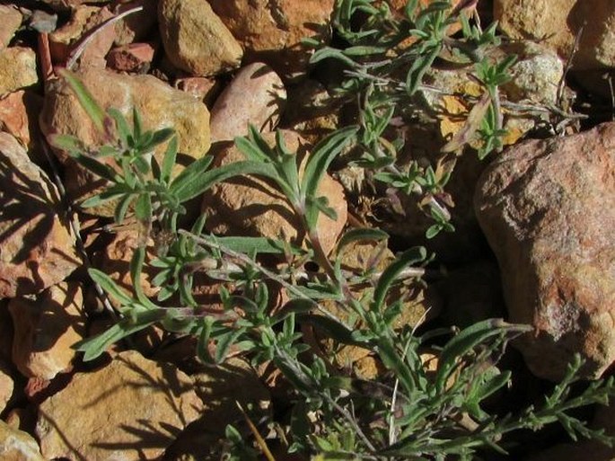 Calylophus lavandulifolia