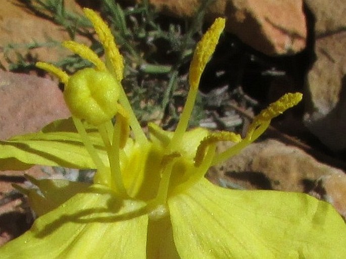 Calylophus lavandulifolia