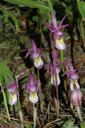 Calypso bulbosa