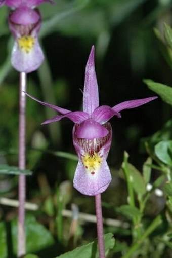 Calypso bulbosa