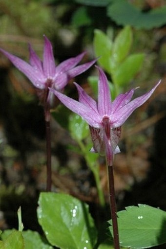 Calypso bulbosa