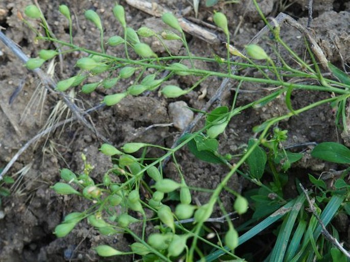 Camelina sativa