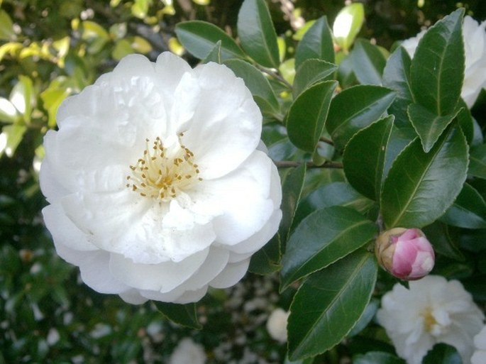 CAMELLIA SASANQUA Thunb. - kamélie tupolistá