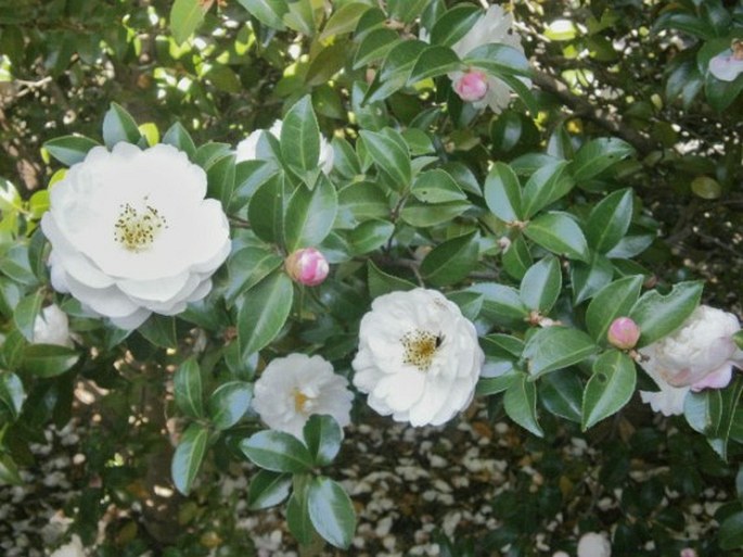 Camellia sasanqua