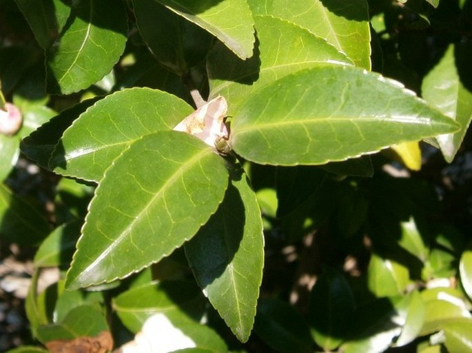 Camellia sasanqua