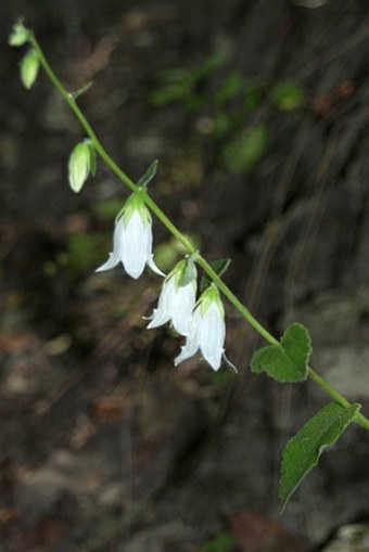 Campanula alliariifolia