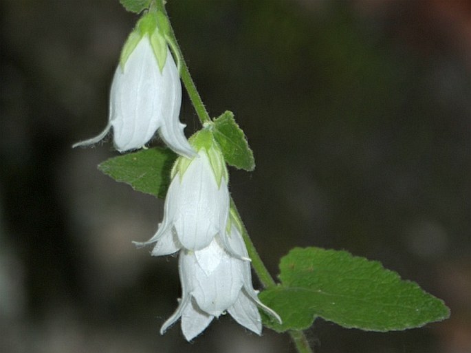 CAMPANULA ALLIARIIFOLIA Willd. - zvonek česnáčkolistý / zvonček cesnačkolistý