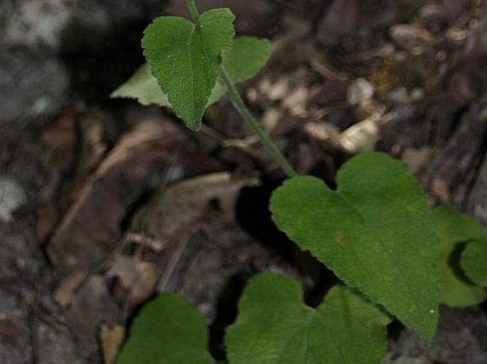 Campanula alliariifolia